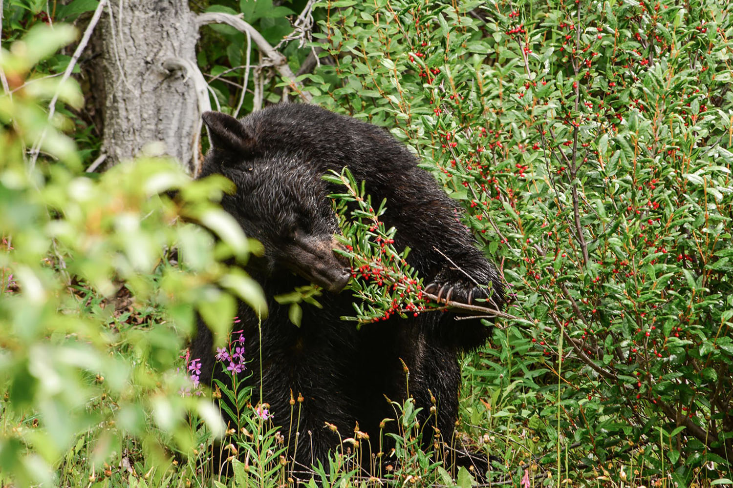 A bear eats berries in Alaska