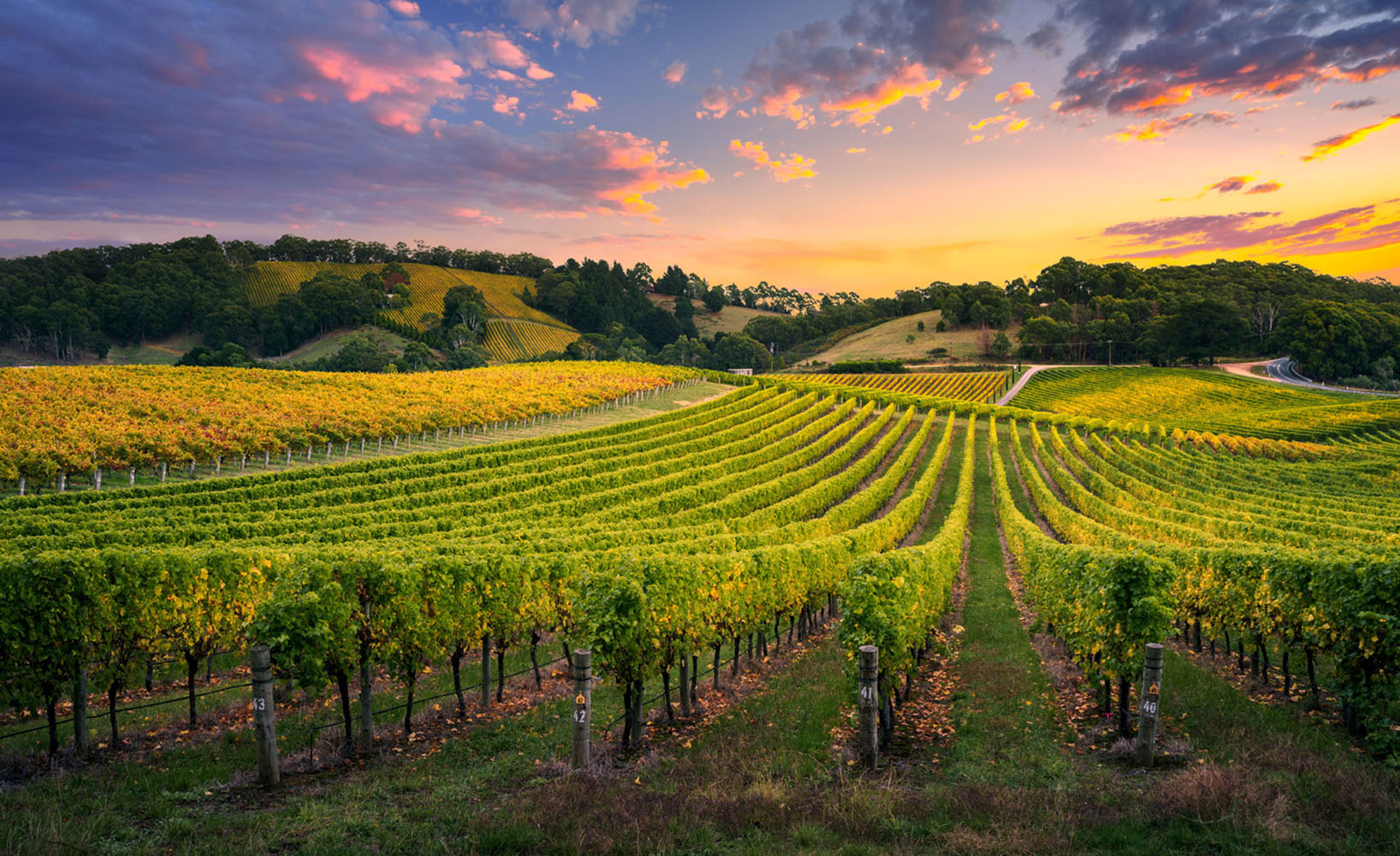 Vineyard at sunset in the Adelaide Hills of Australia