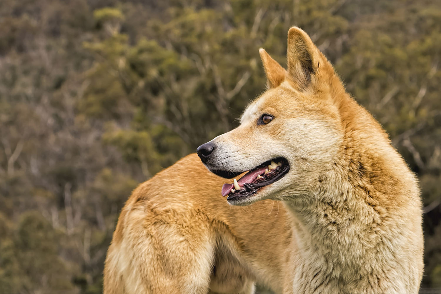 Smiling adult dingo