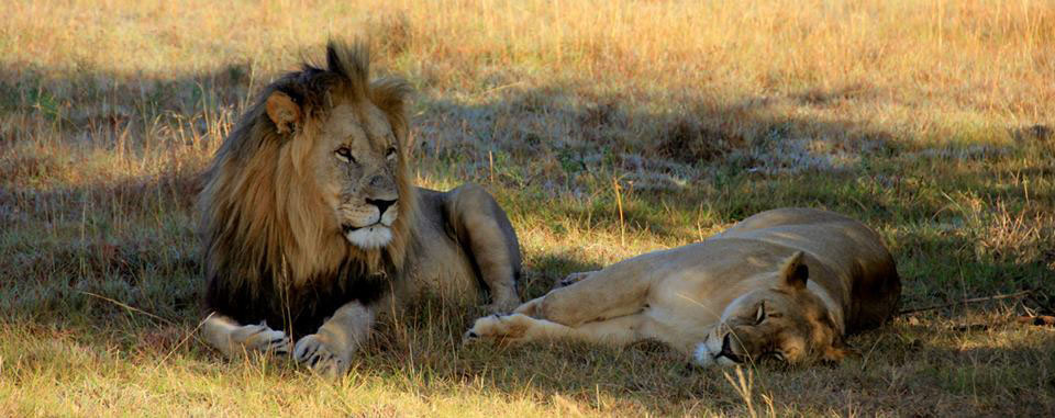 A photo Hekie took of lions while on safari in Africa