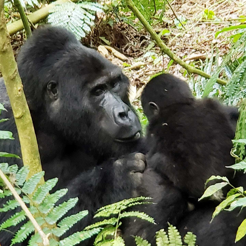 A photo Heike took of a gorilla and her child