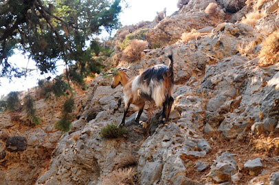 Samaria Gorge Inhabitant