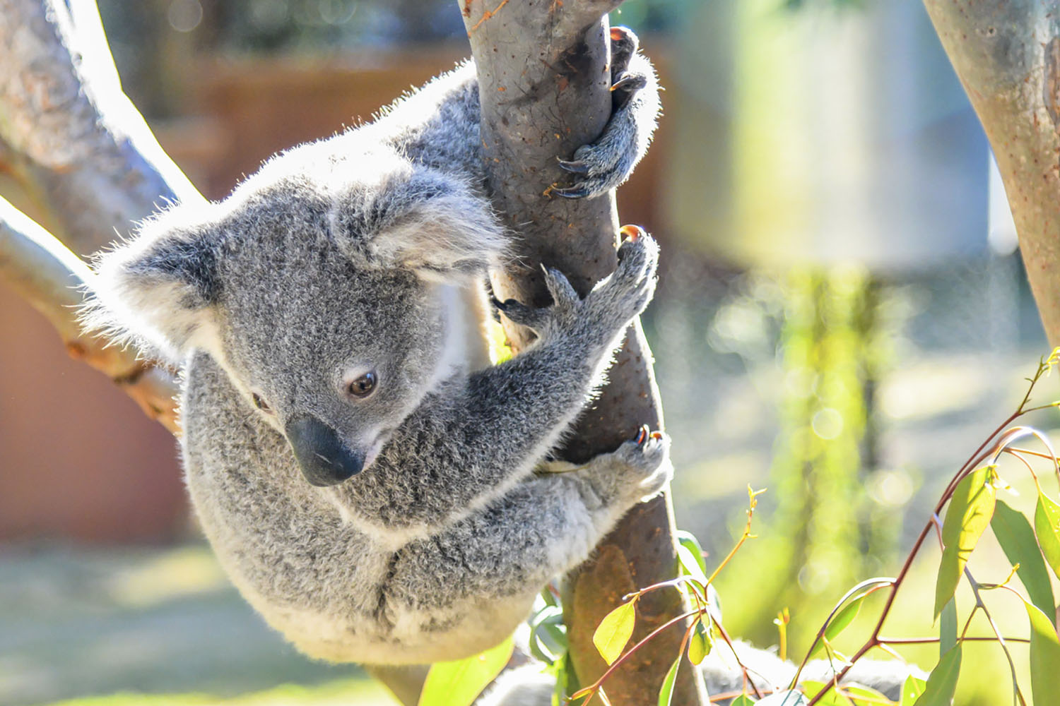 A koala bear in Australia.