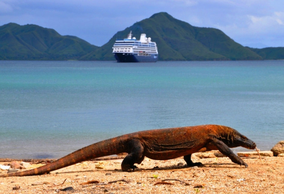 Komodo Dragon on a beach