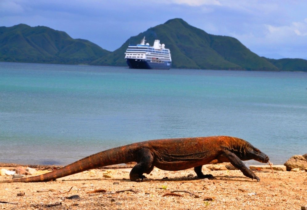 A Komodo Dragon on a beach on Komodo Island, Indonesia