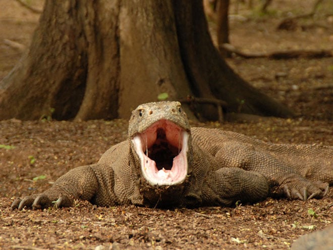 Komodo