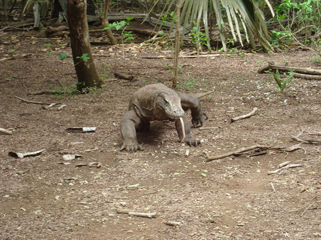Another Komodo