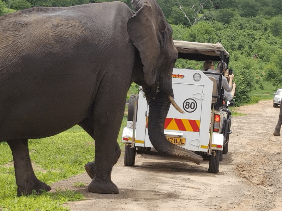 An elephant crosses the road on safari