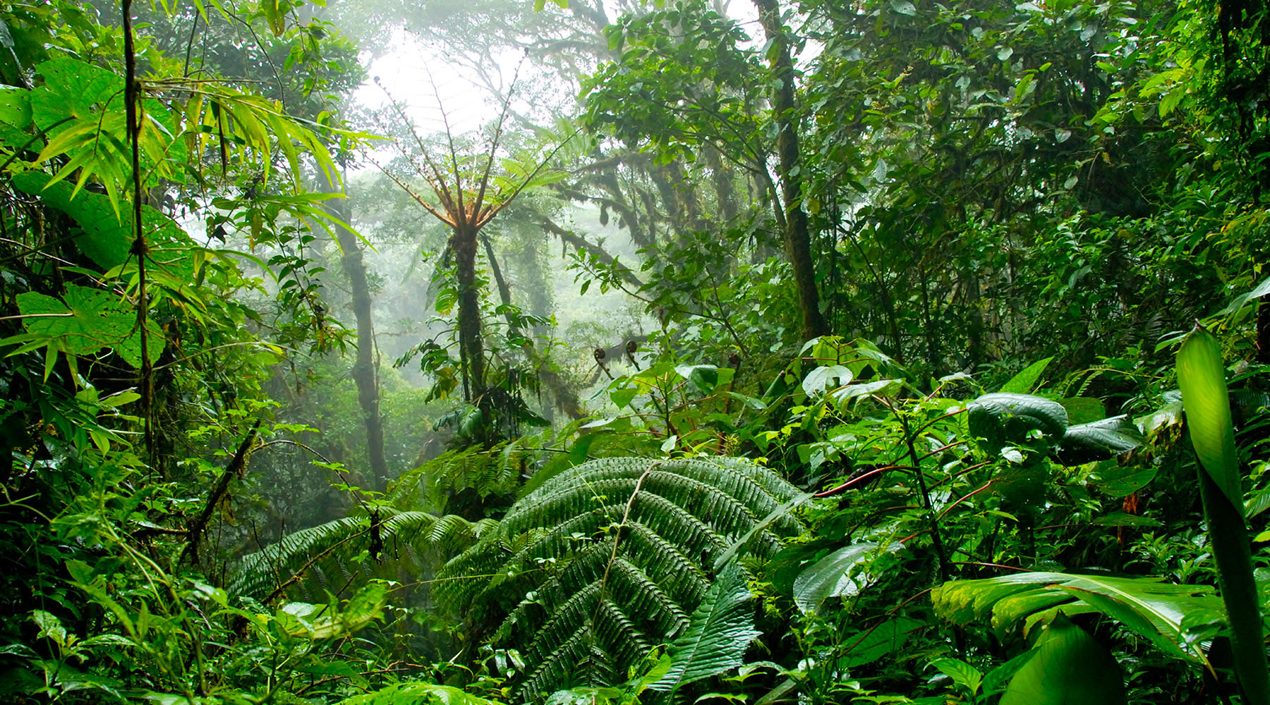 Just outside Puntarenas, the Monteverde Cloud Forest is home to over 100 species of mammals, 400 species of birds, and 2,500 species of plants.