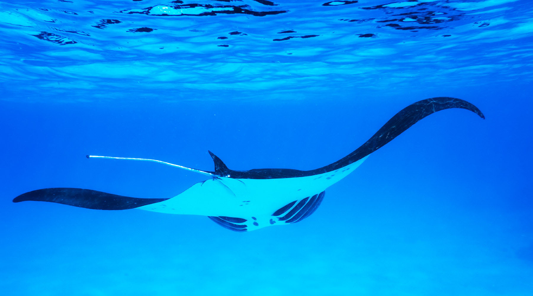 If you’re interested in marine life, visiting the Puntarenas Marine Park in Costa Rica is a must.