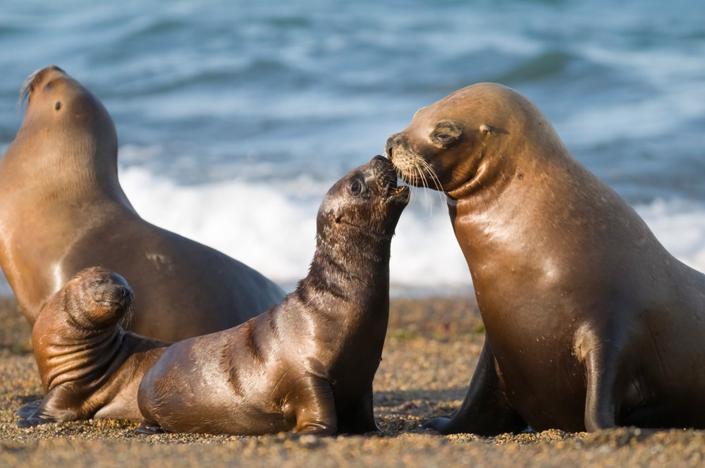 puerto madryn Photo