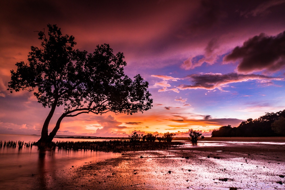 darwin Photo