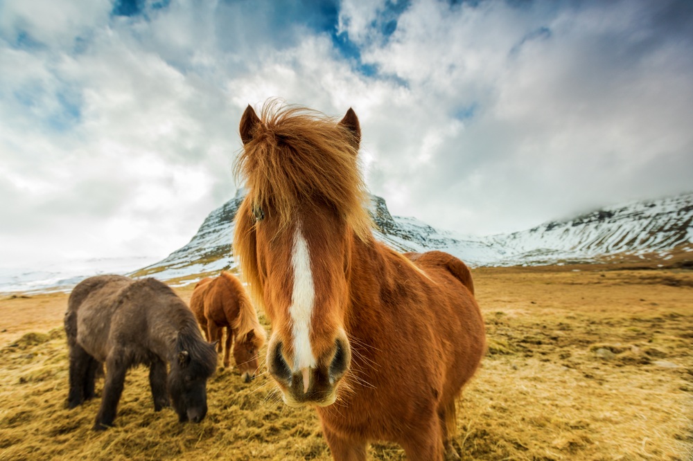 skagafjordur Photo