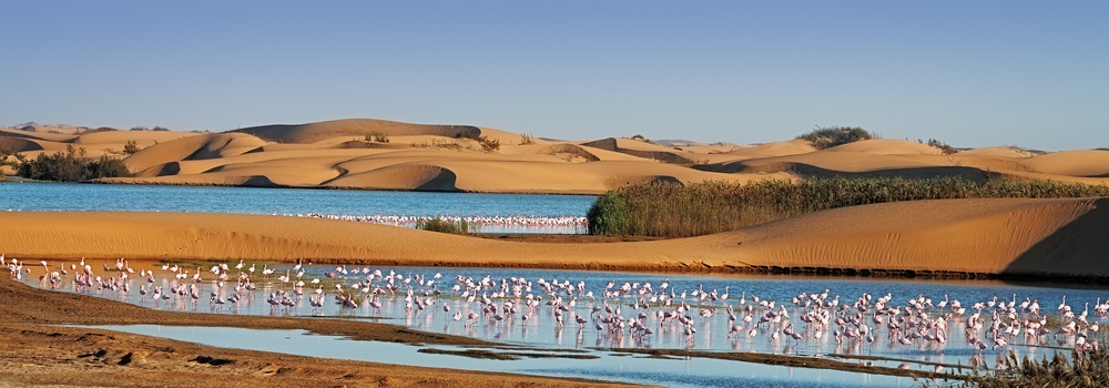 walvis bay Photo