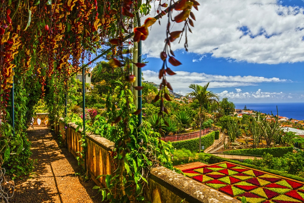 madeira (funchal) Photo