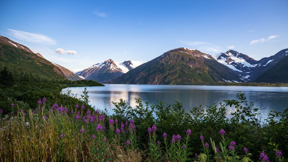 view of snowcapped mountains across lake with lavender flowers