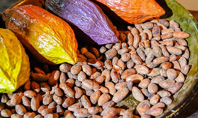 The Cacao Route Photo