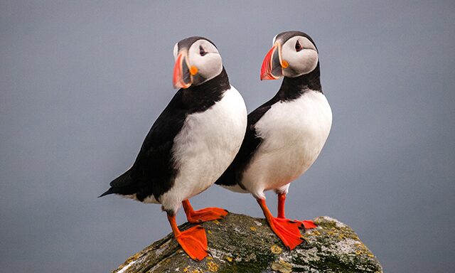 Drangey Island by Boat & Bird Watching Photo