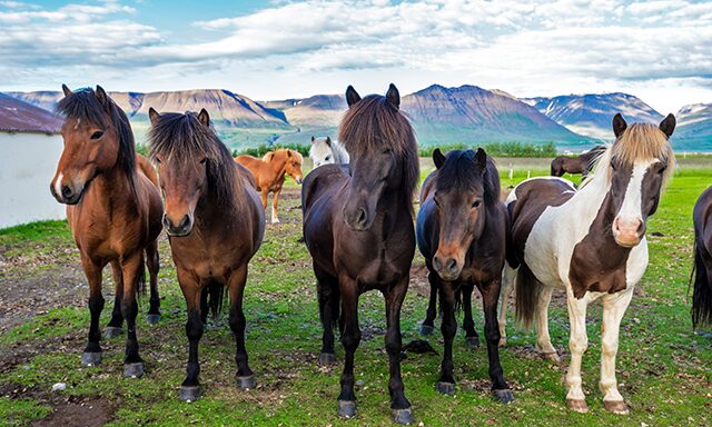 The Icelandic Horse Photo