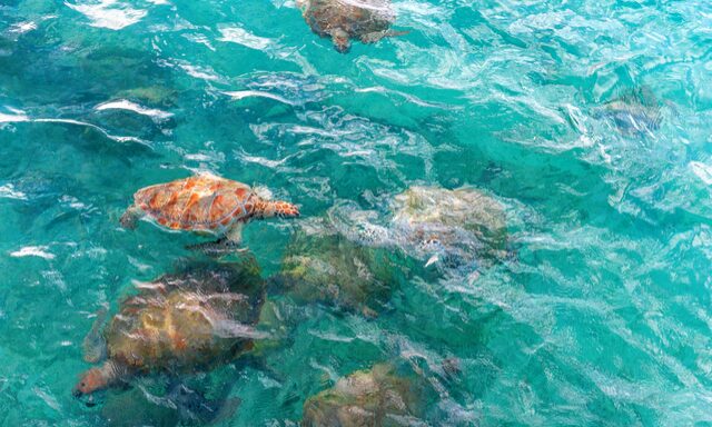 Catamaran Sail & Sea Turtle Snorkeling Photo