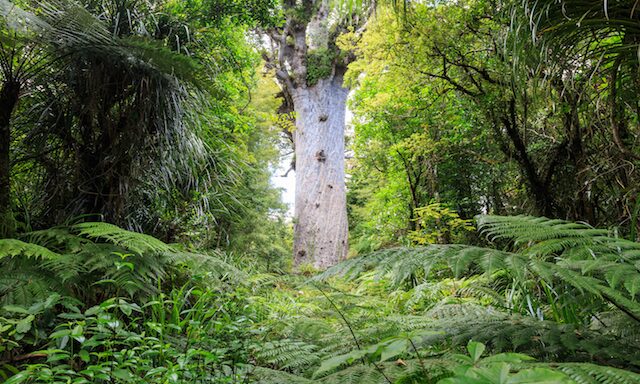 Glow Worms & Kauri Forest Photo