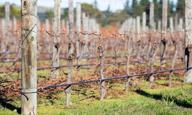 Waipara Wine Tasting Photo