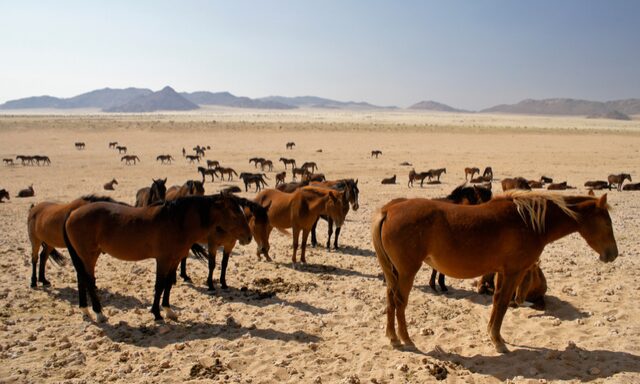 Wild Horses of Namibia Photo
