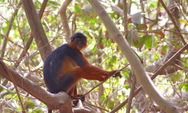 Mangrove Creek Cruise Photo