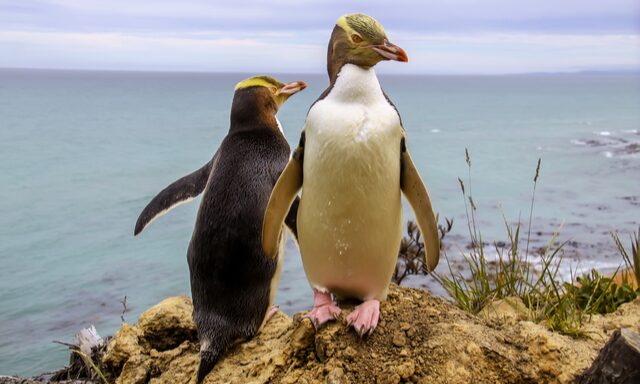 Nature’s Wonders and Otago Peninsula Photo