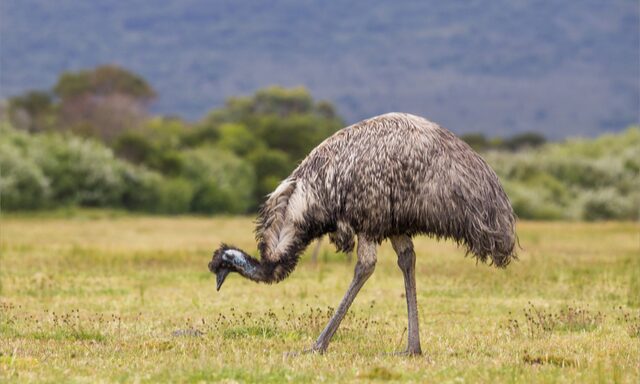 Cleland Wildlife Park Experience Photo
