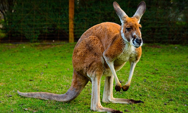 Aussie Wildlife, Lobstering and the Pinnacles Photo