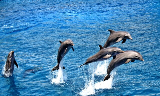Dolphin Adventure  Photo