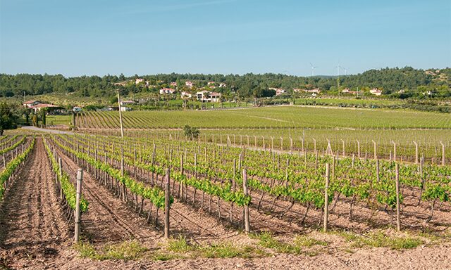 Turkish Vineyard Experience Photo