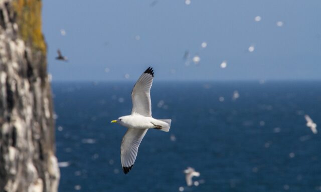 Bird Safari Photo