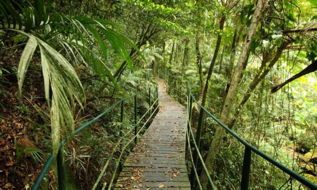 Mata Atlantica Nature Trail Photo