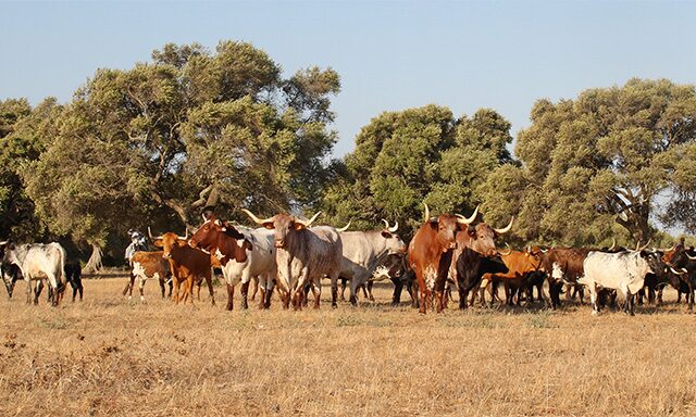 Carrascal Farm & Domecq Family  Photo