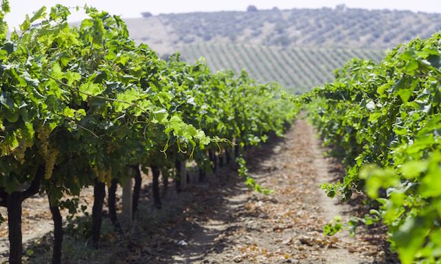 Turkish Vineyard Experience Photo