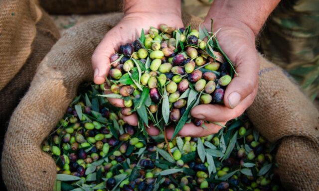 Vassilakis Estate and Cretan Olive Oil Traditions Photo
