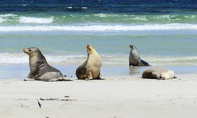 Seal Bay Discovery Photo
