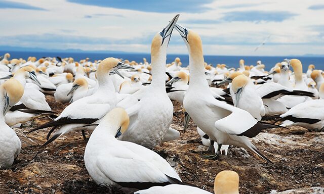 Cape Kidnappers Gannet Safari  Photo