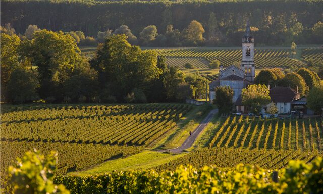 Vineyards of Sauternes and Graves Photo