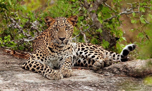 Yala National Park Photo