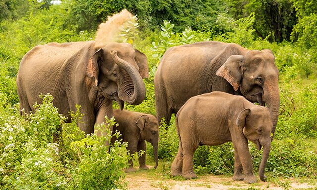 Elephants of Udawalawe Photo