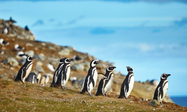 Magdalena Island Penguins Photo