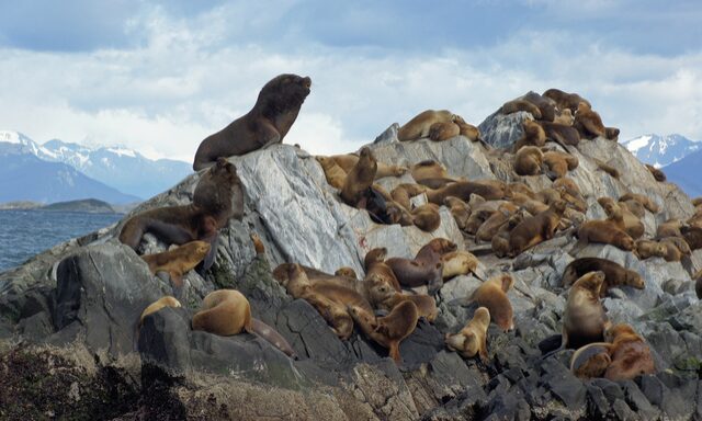 Isla de Lobos Sealion Experience Photo
