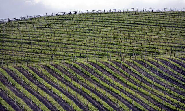 Wineries of Marlborough  Photo