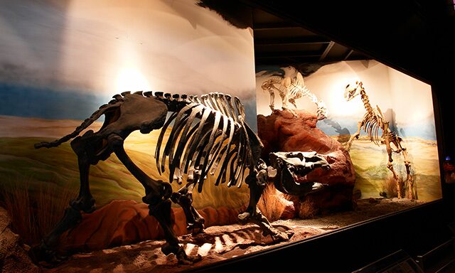Behind the Scenes at Museum Egidio Feruglio  Photo