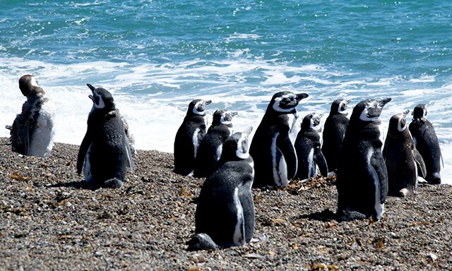 Punta Ninfas & El Pedral Penguins Photo