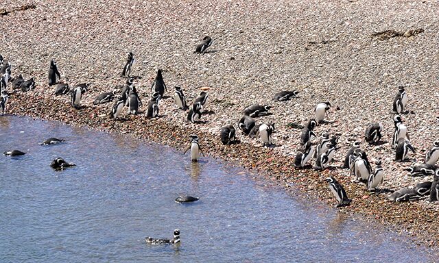 Exclusive Punta Tombo, Penguin Rookery Photo