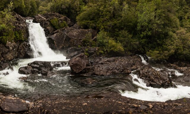 Alerce Andino National Park Hike Photo